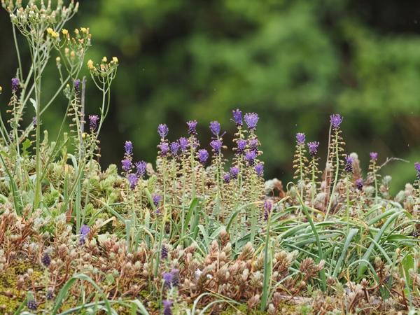 <h3><a href="/trips/ebro/biota/plantae/tracheophyta/liliopsida/asparagales/asparagaceae/muscari comosum/muscari comosum-nl.html">Muscari&nbsp;comosum</a> / Tassel&nbsp;hyacinth / Kuifhyacint</h3><p>waarneming.nl: onbekend.</p>